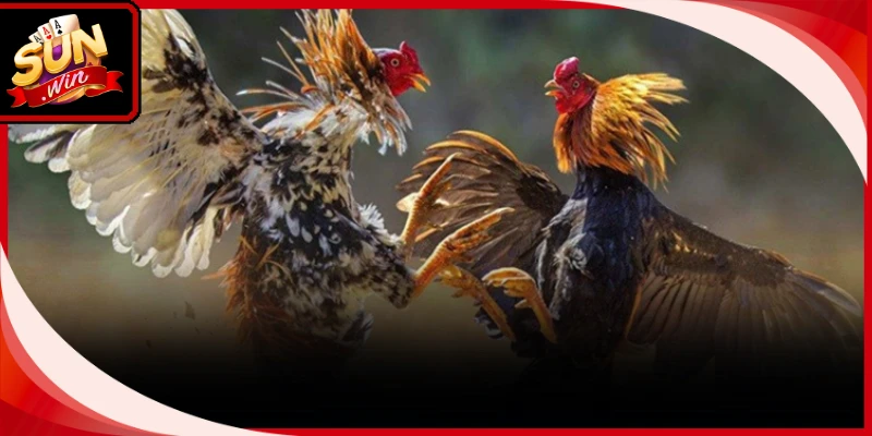 Kỹ năng quan sát ngoại hình gà chiến hỗ trợ bạn nhận diện sư kê thắng trận